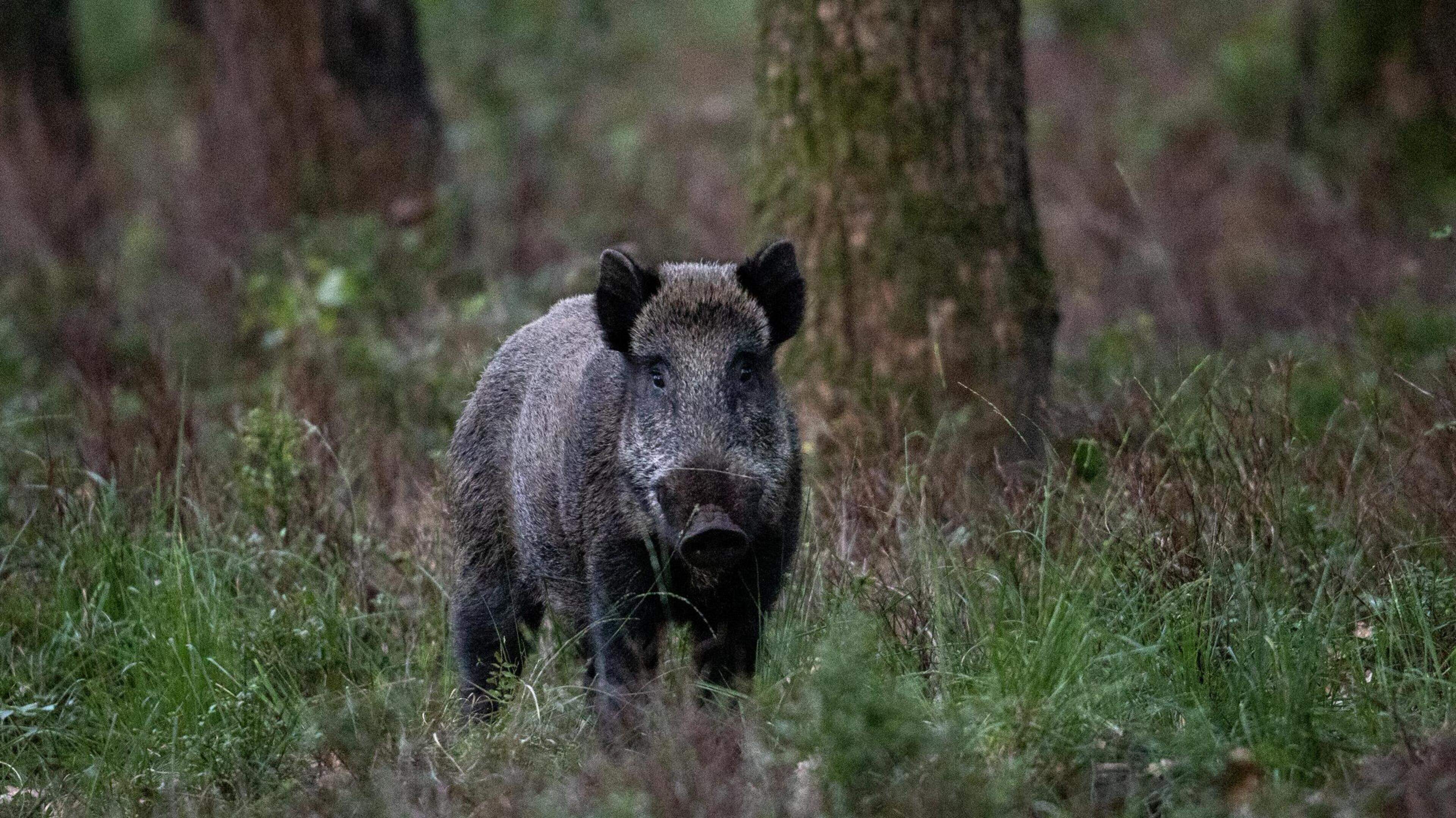 Bijna 1.000 everzwijnen minder geschoten in Vlaanderen: Limburg blijft wel koploper