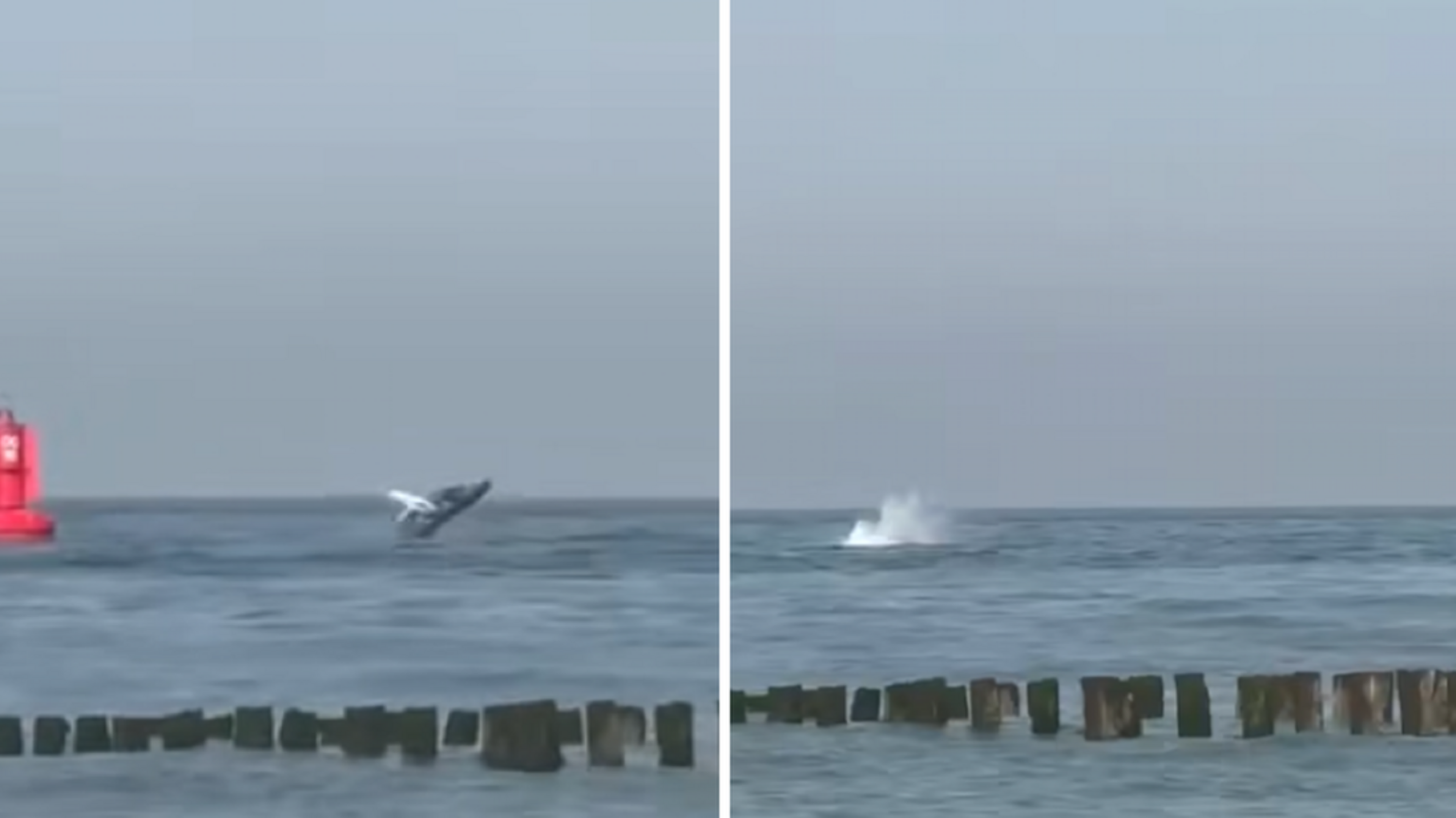 Bultrug gespot voor Zeeuwse kust bij Westkapelle: “Komt hier steeds vaker voor”