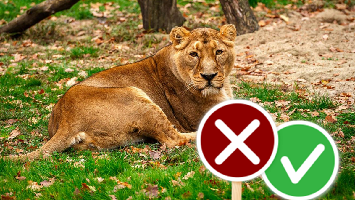 QUIZ. Hoe oud was leeuwin Lorena toen ze overleed in Zoo Planckendael