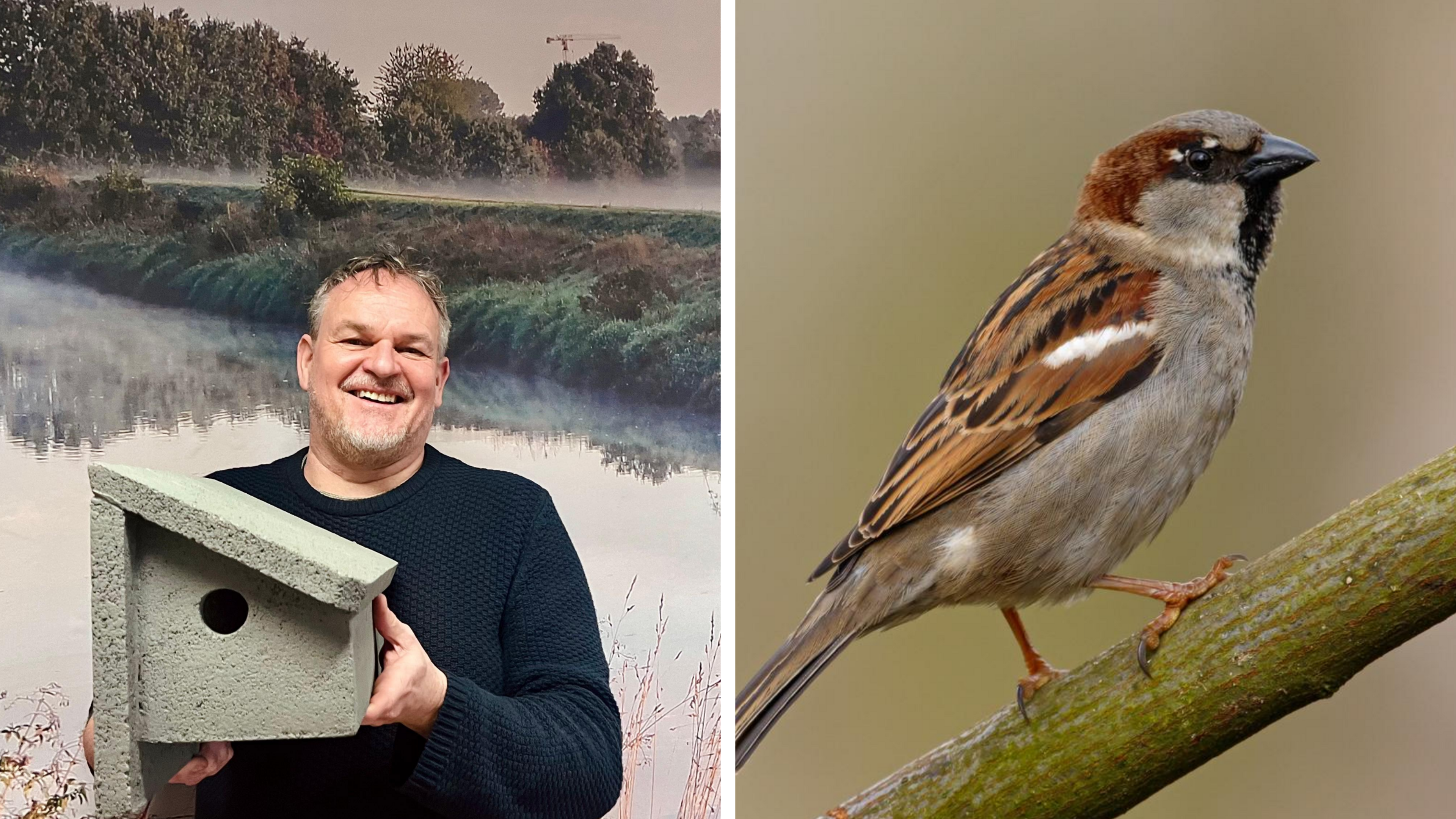 Stad deelt gratis mussenlofts uit om huismussen te helpen: “Hun aantal daalt zorgwekkend snel”