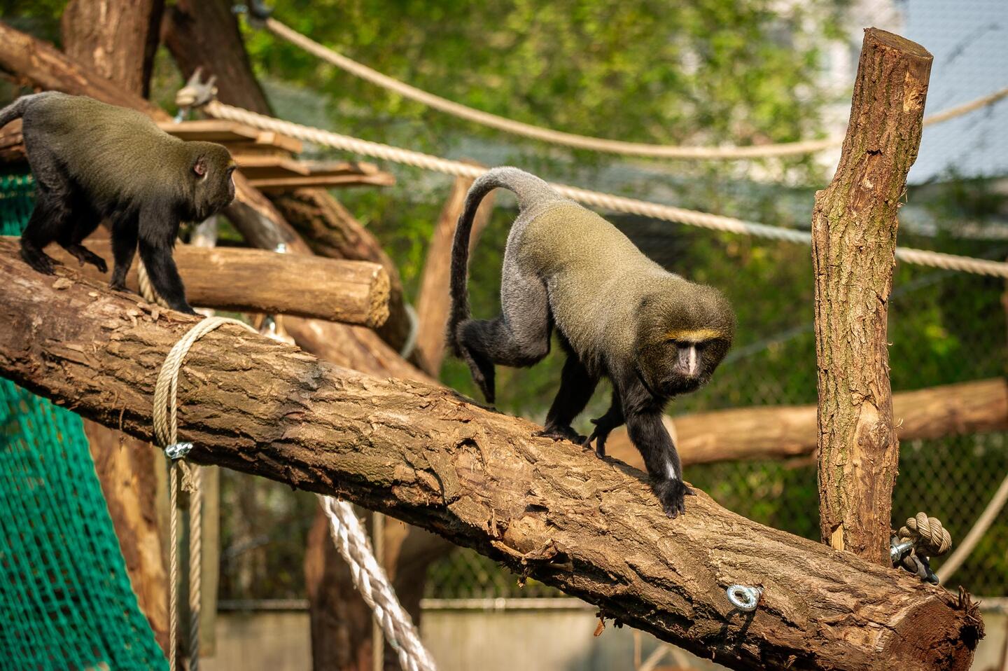 Zoo Antwerpen laat gorilla’s cohousen met uilenkopmeerkatten: “In de ...