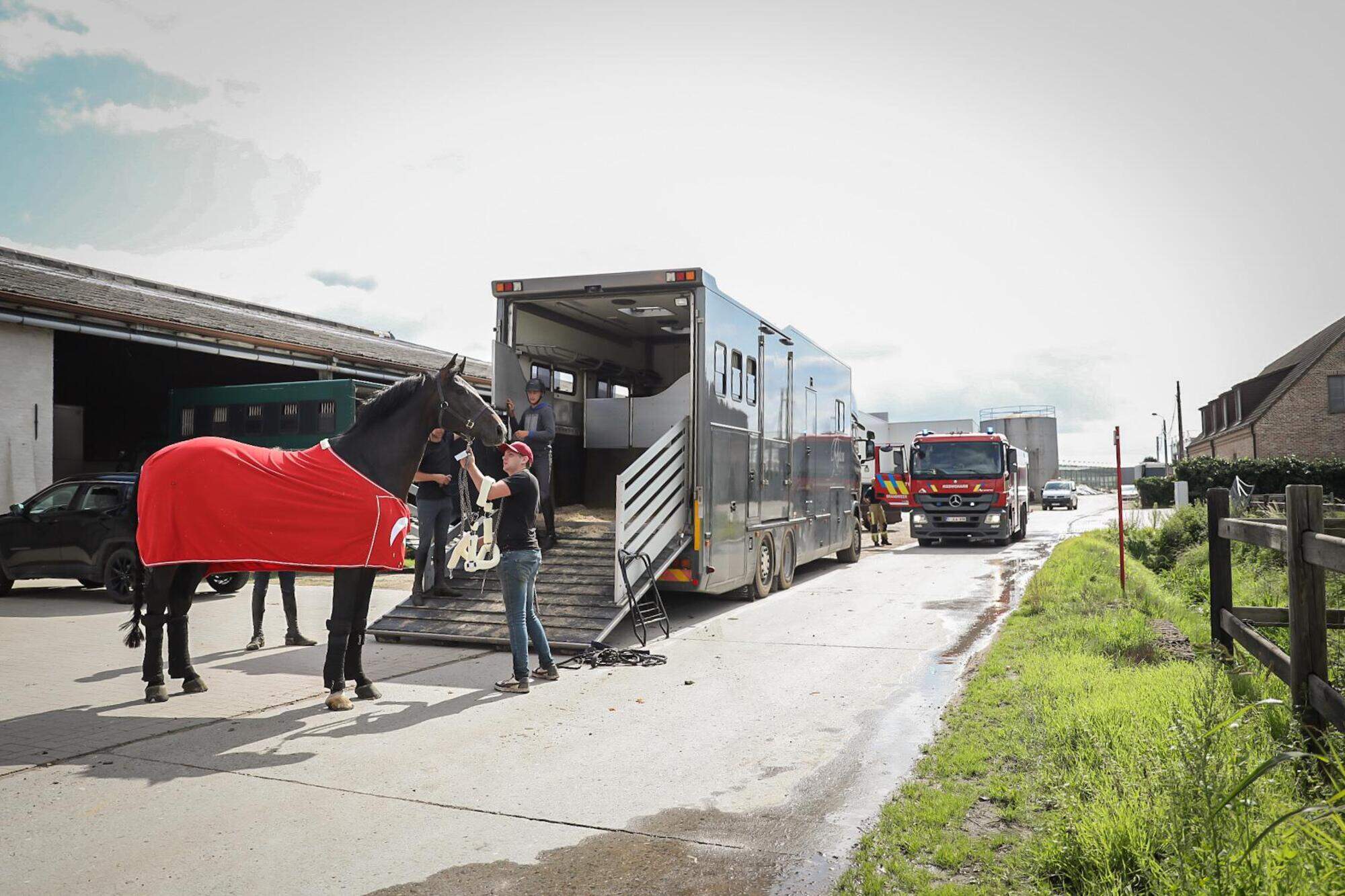 Vrouw (22) ligt met levensgevaarlijke verwondingen in weide, politie neemt  hoefijzers in beslag: “Wellicht stamp van paard gekregen” | GVA