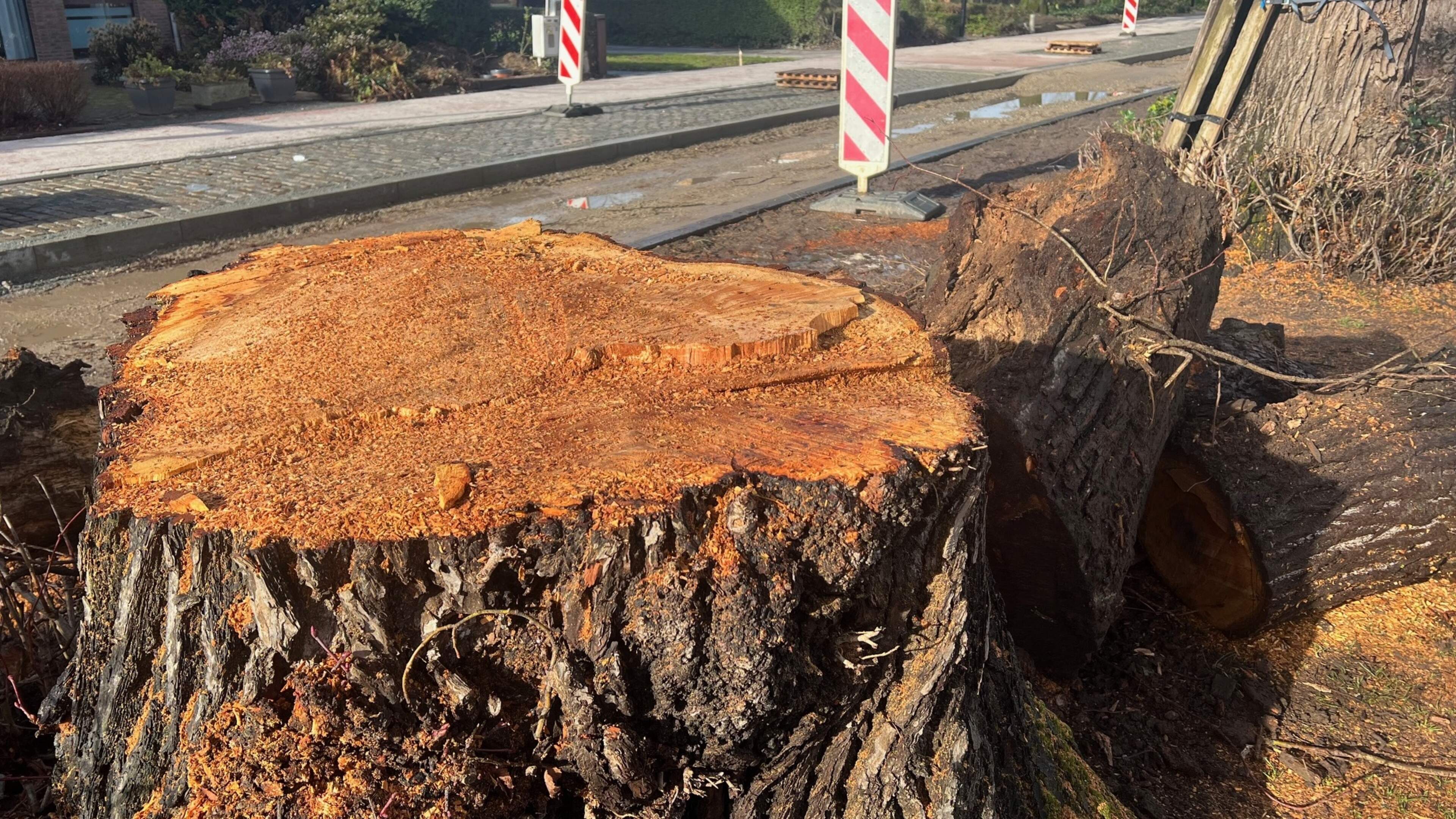 Gekapte linden worden vervangen door jonge bomen