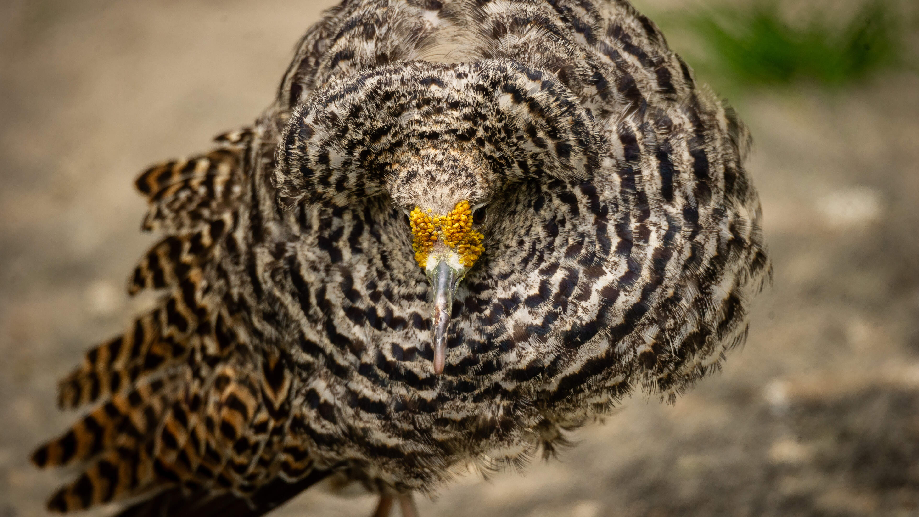 Hoe dieren liefde vieren: van extra roze flamingo’s tot knuffelende olifanten