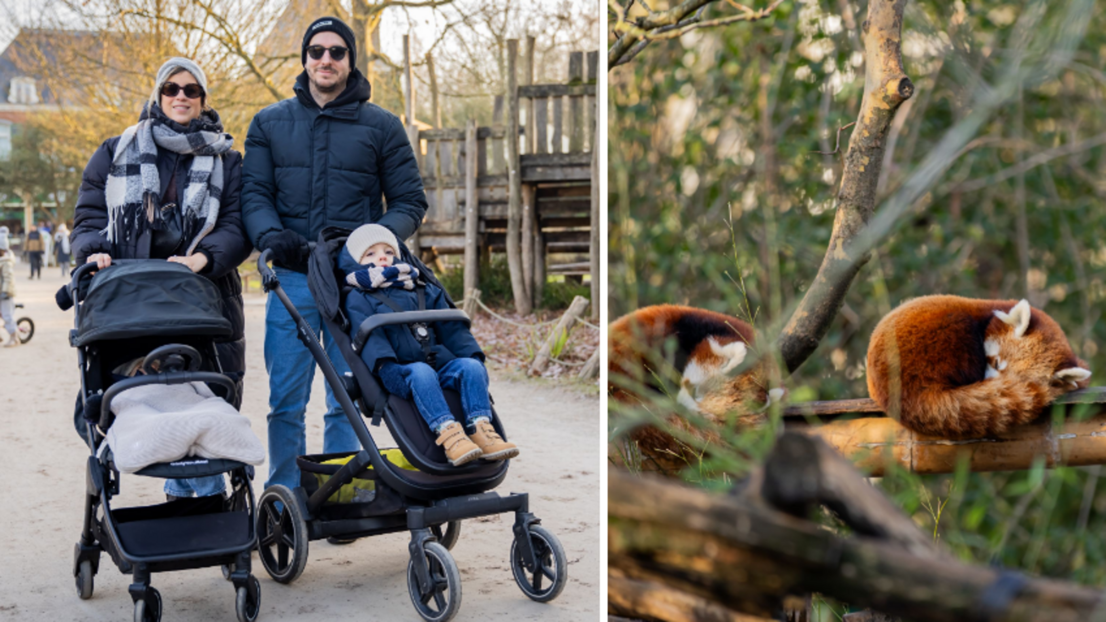 Gezinnen trotseren winterkou voor een dagje Planckendael: “Verbazend hoeveel dieren er nog buiten zi